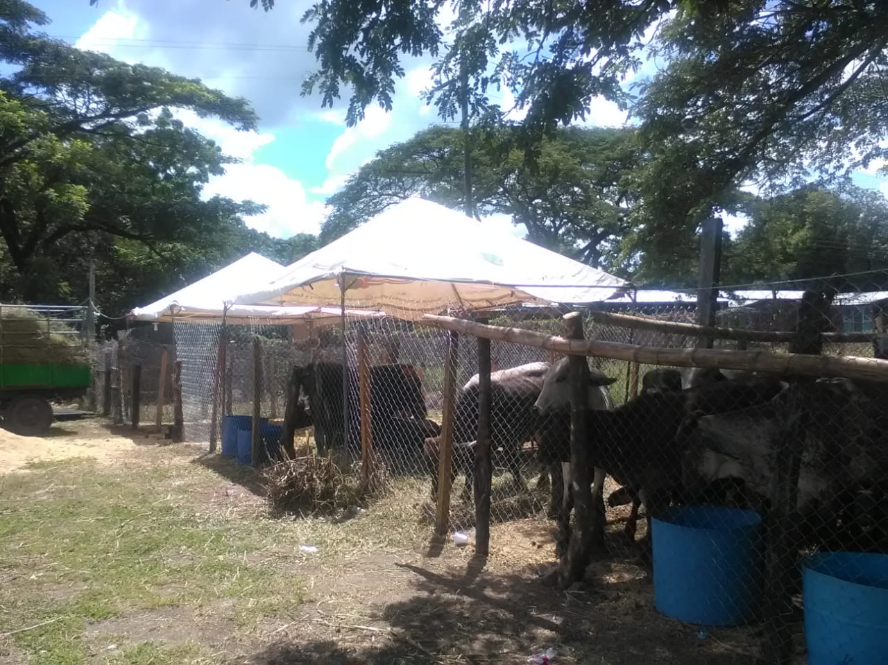ganado1